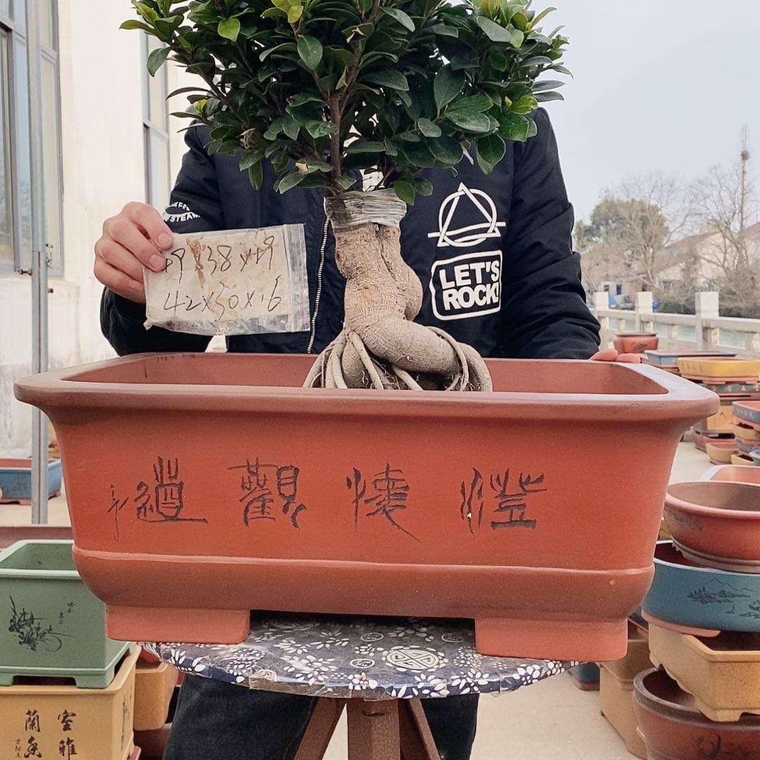 紫砂花盆紫砂花盆
