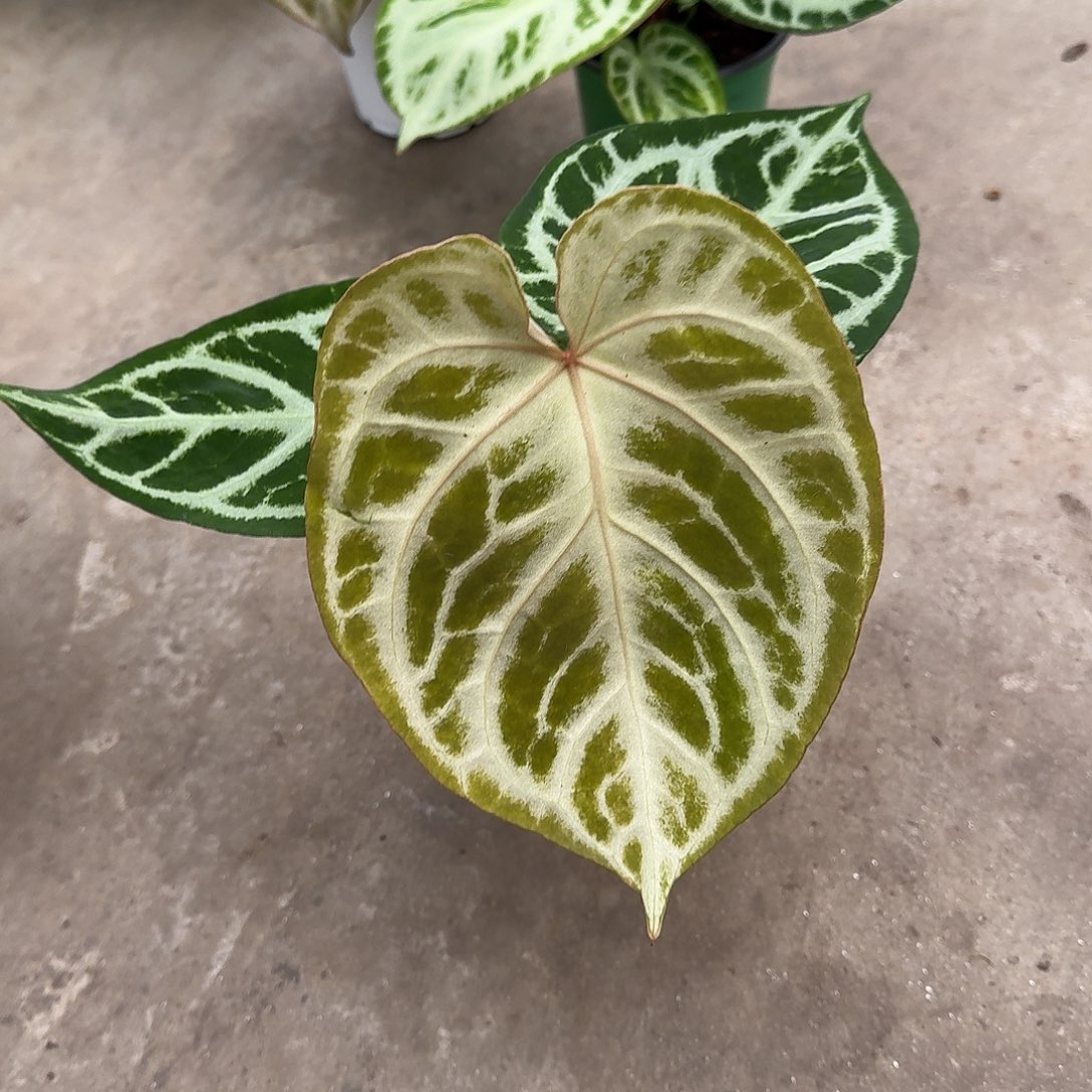 完全开放N98铜锣烧