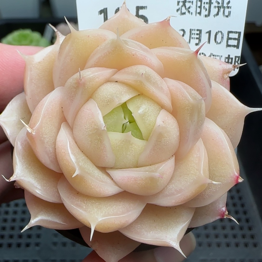 0210-195粉透包子