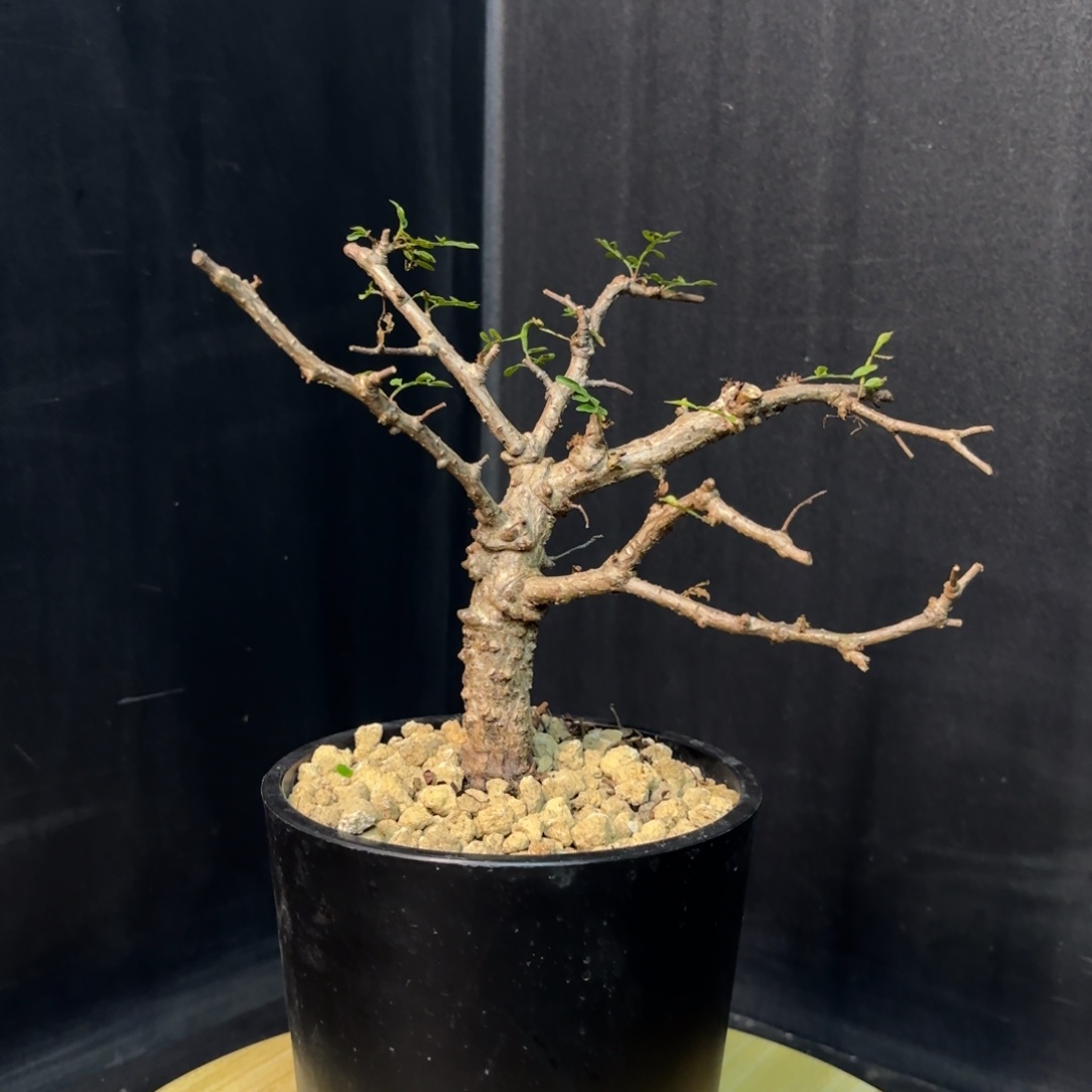 尼勒达乳香带盆发货