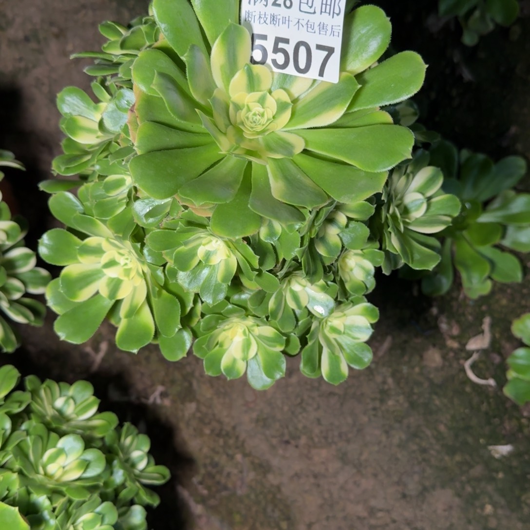 5507辛尼亚多肉植物