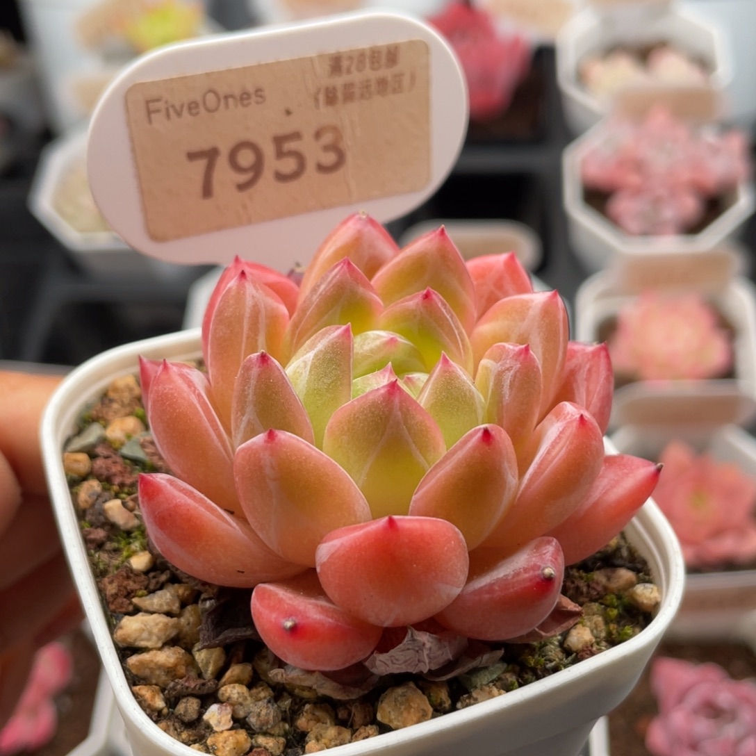 钻石珍妮7953-5.5厘米