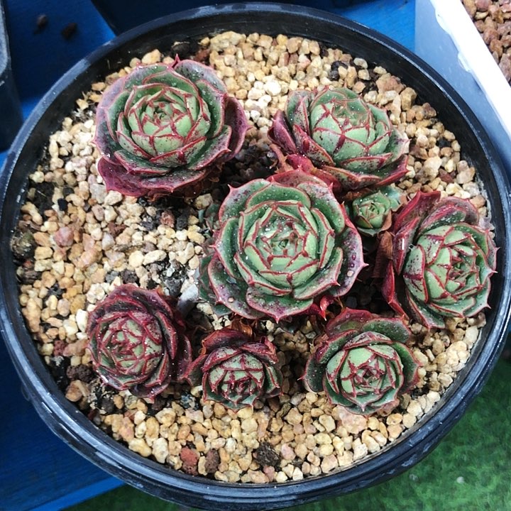 圆叶罗西玛多肉植物