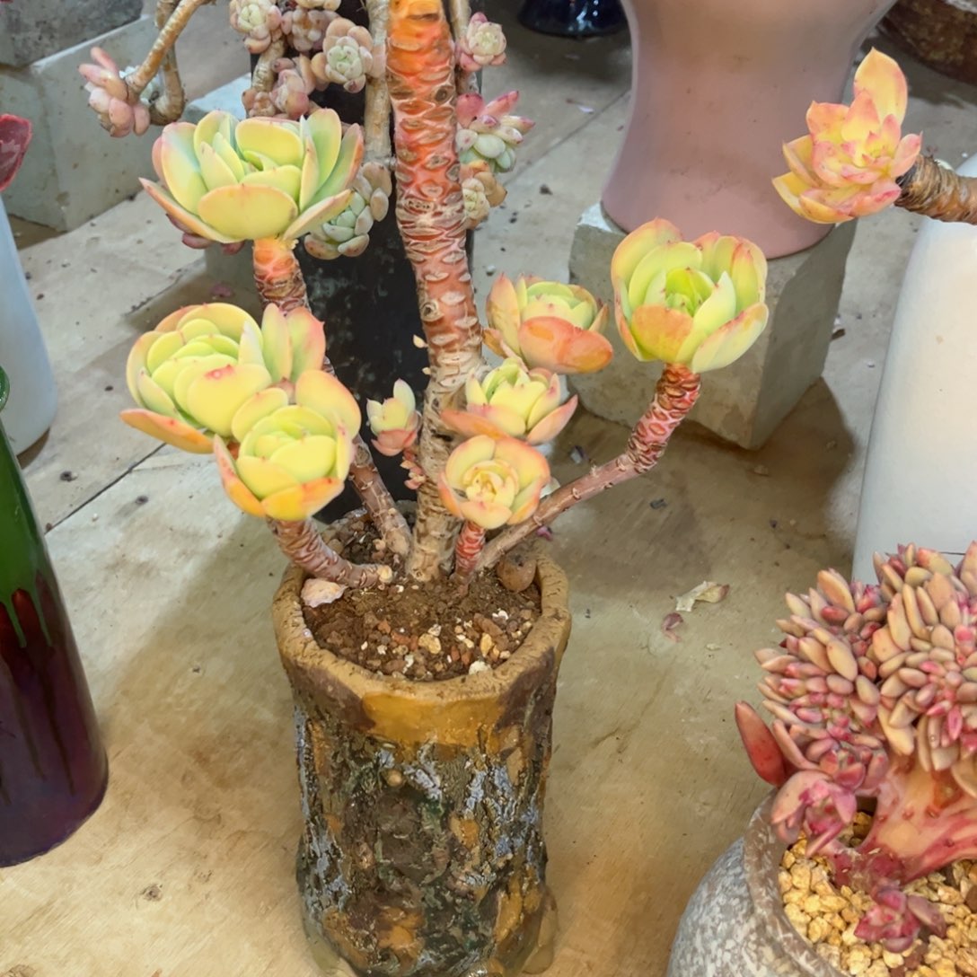 你是不是在外面吃的啊