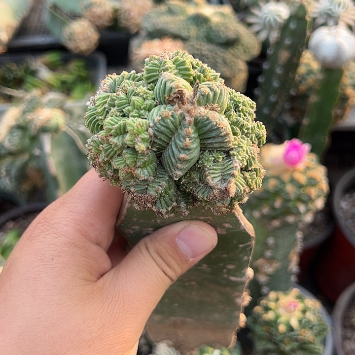 7一代五星花笼仙人球859