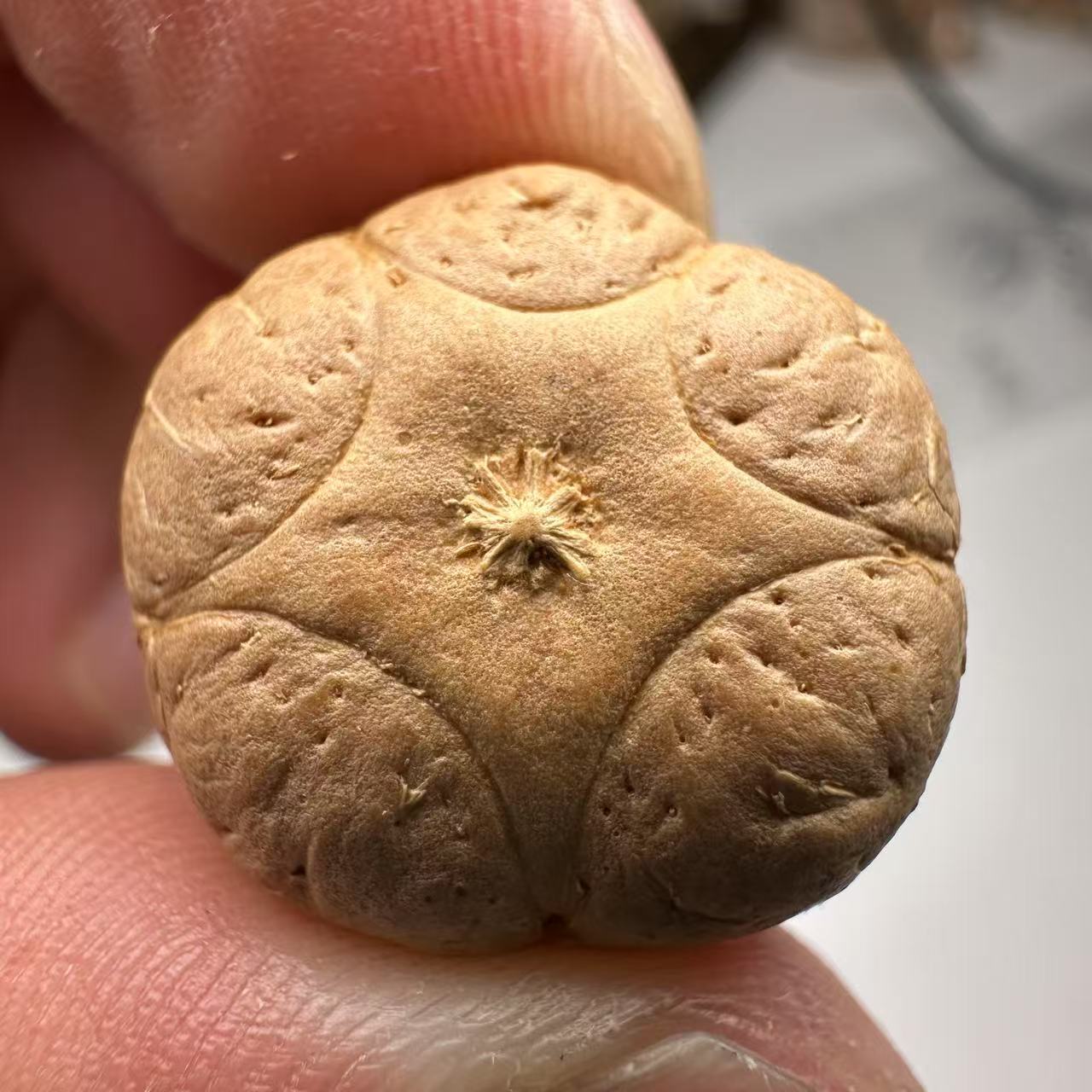 尼泊尔五星菩提，尺寸20，sss系列，货号36