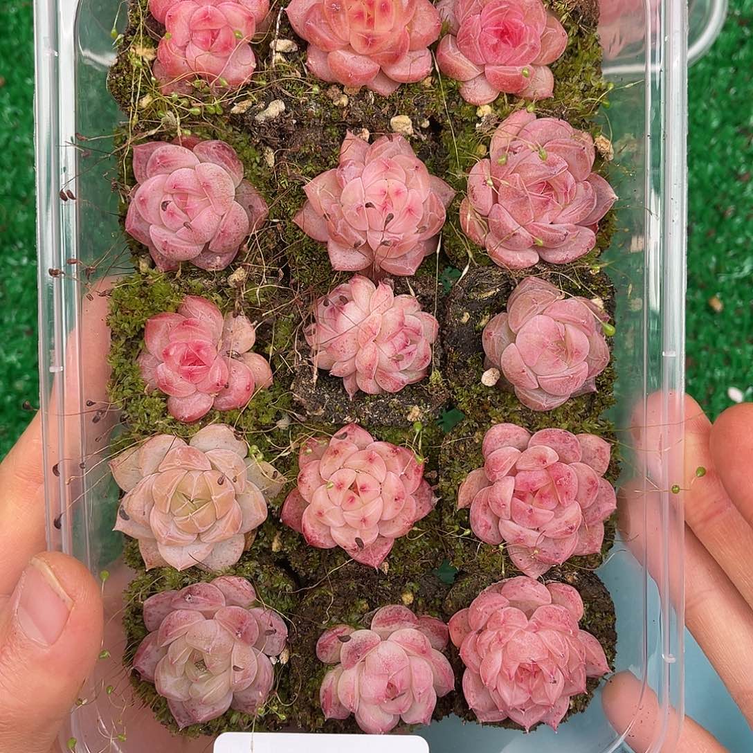 多肉一物一拍27-78