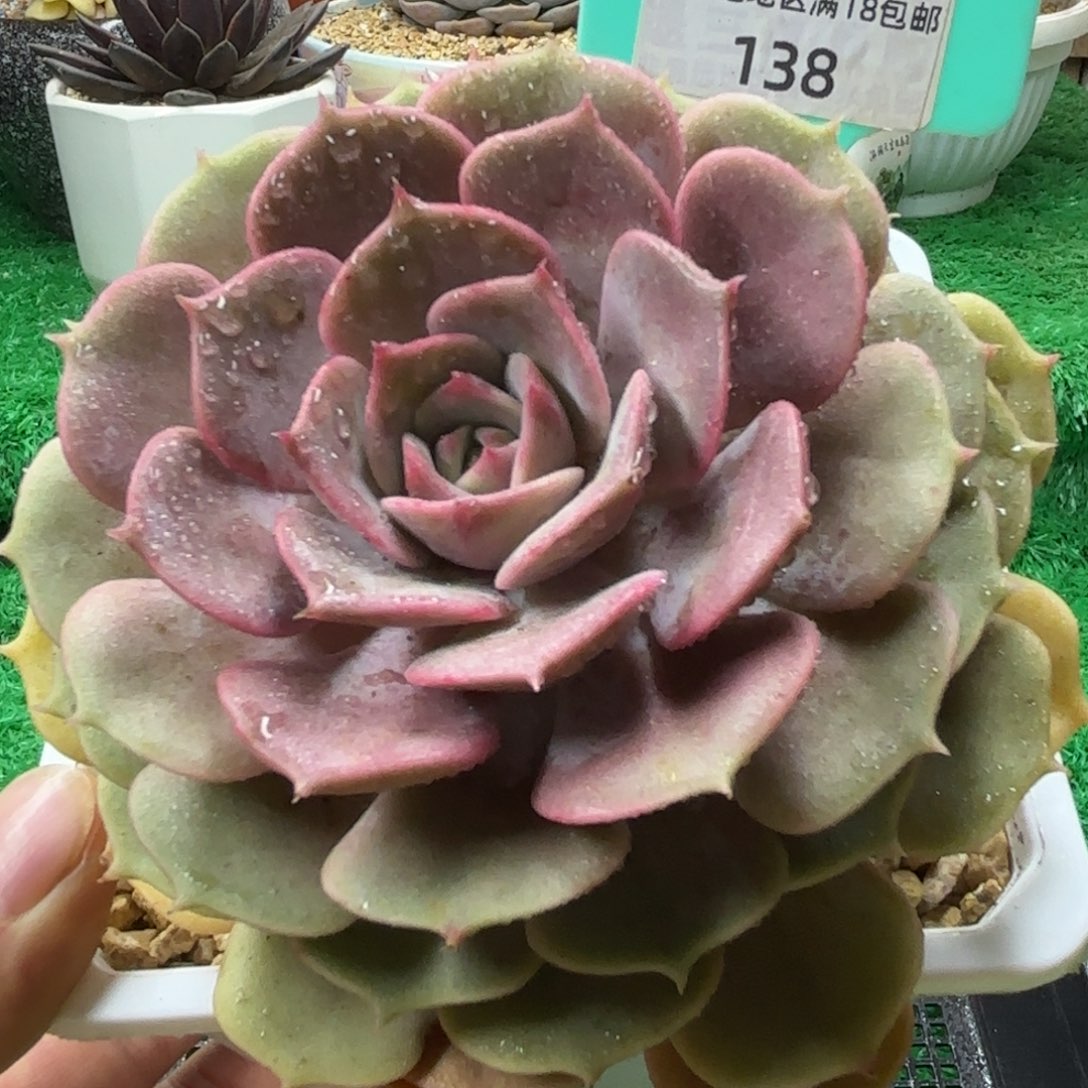 唐二姐多肉编号138