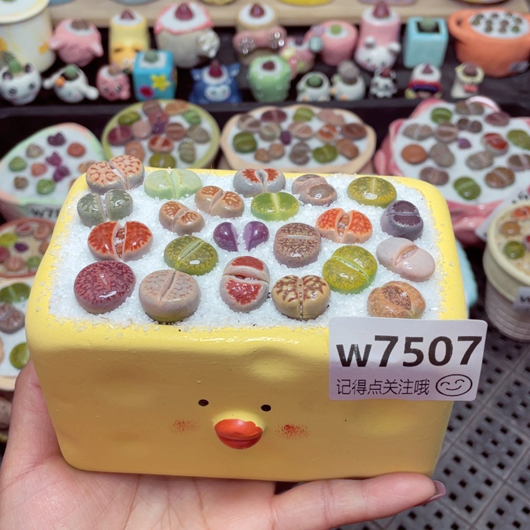 w7507长方形小黄鸡 一份一盆量拍