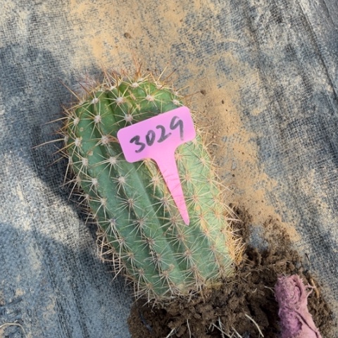 倾*听清清34微瑕毛花柱3029号