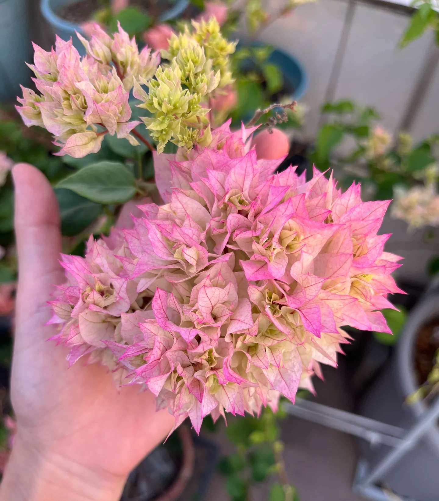 【重瓣怡景+重瓣橙0.5】带盆土双盆组合勤花耐活三角梅