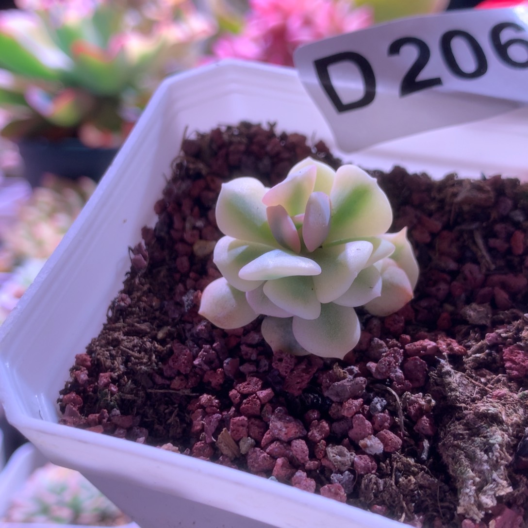 雪精灵覆轮锦有根