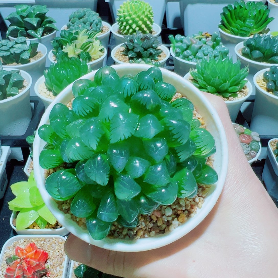 直播间，群生姬玉露，11.9，666