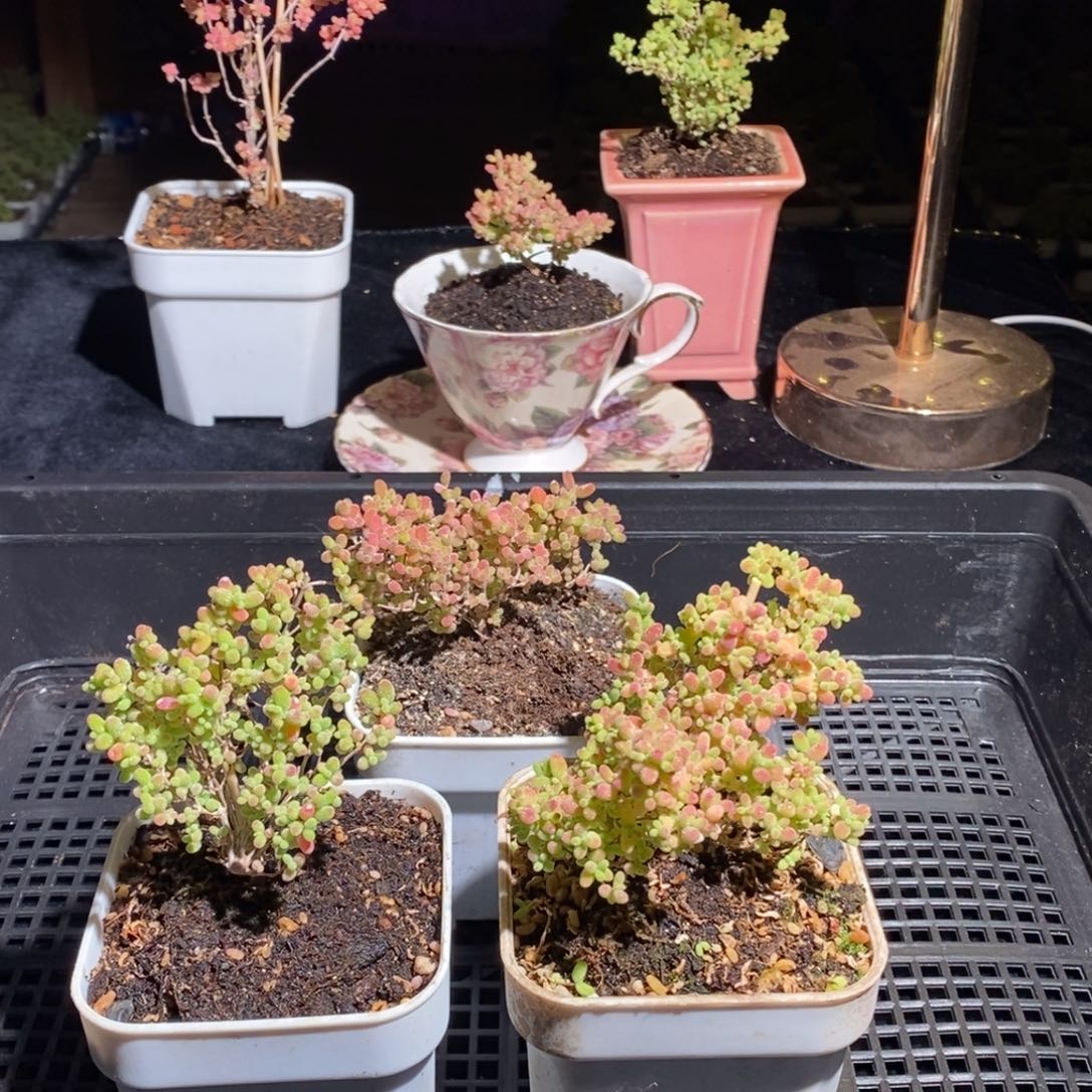 枝干番杏多肉植物872