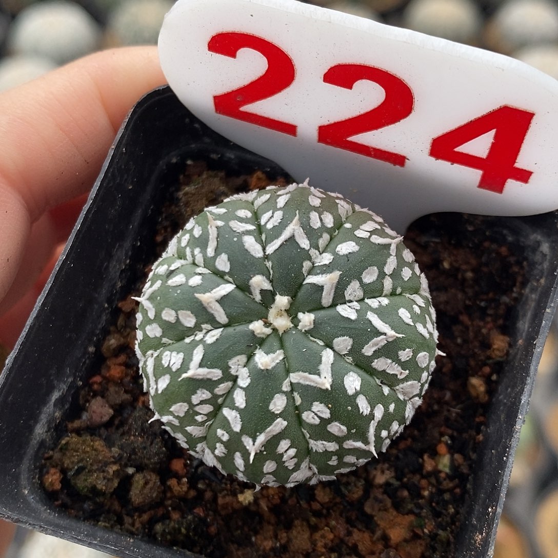 224v兜特了特价包