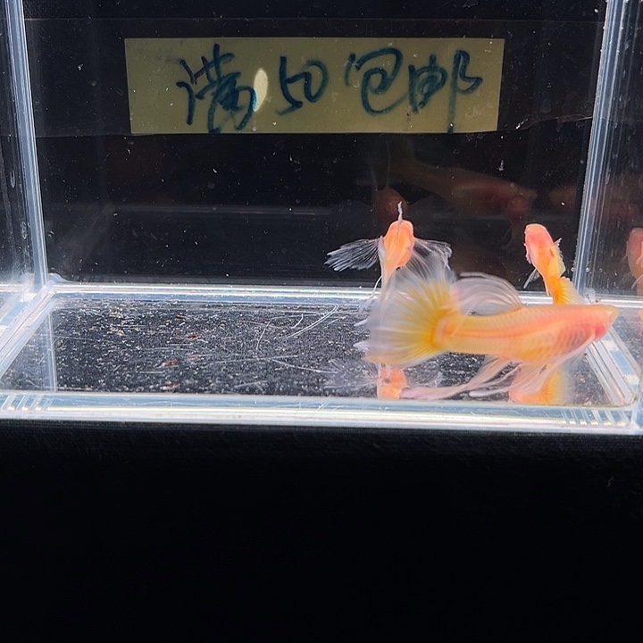 孔雀鱼黄金白子绒球