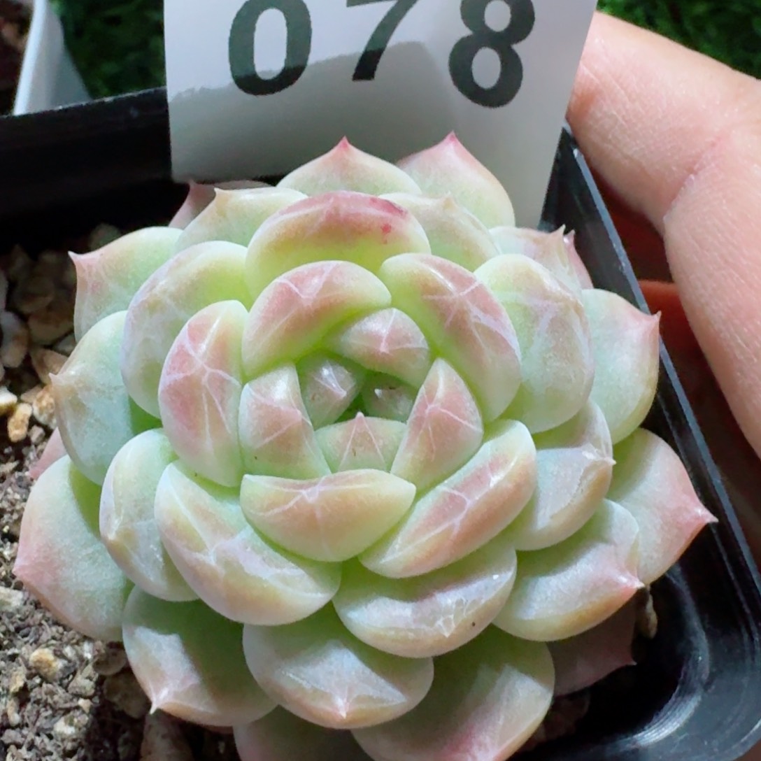 冰魄         精品多肉