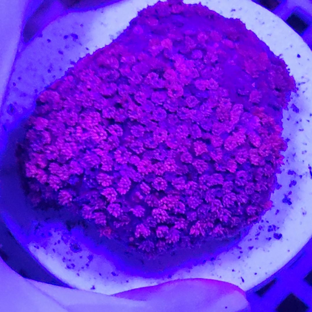 智海珊瑚不支持退货不包邮接受下单