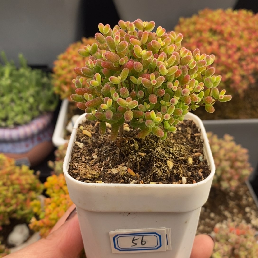 完全开放56号蜜橘糖球（6.5cm）