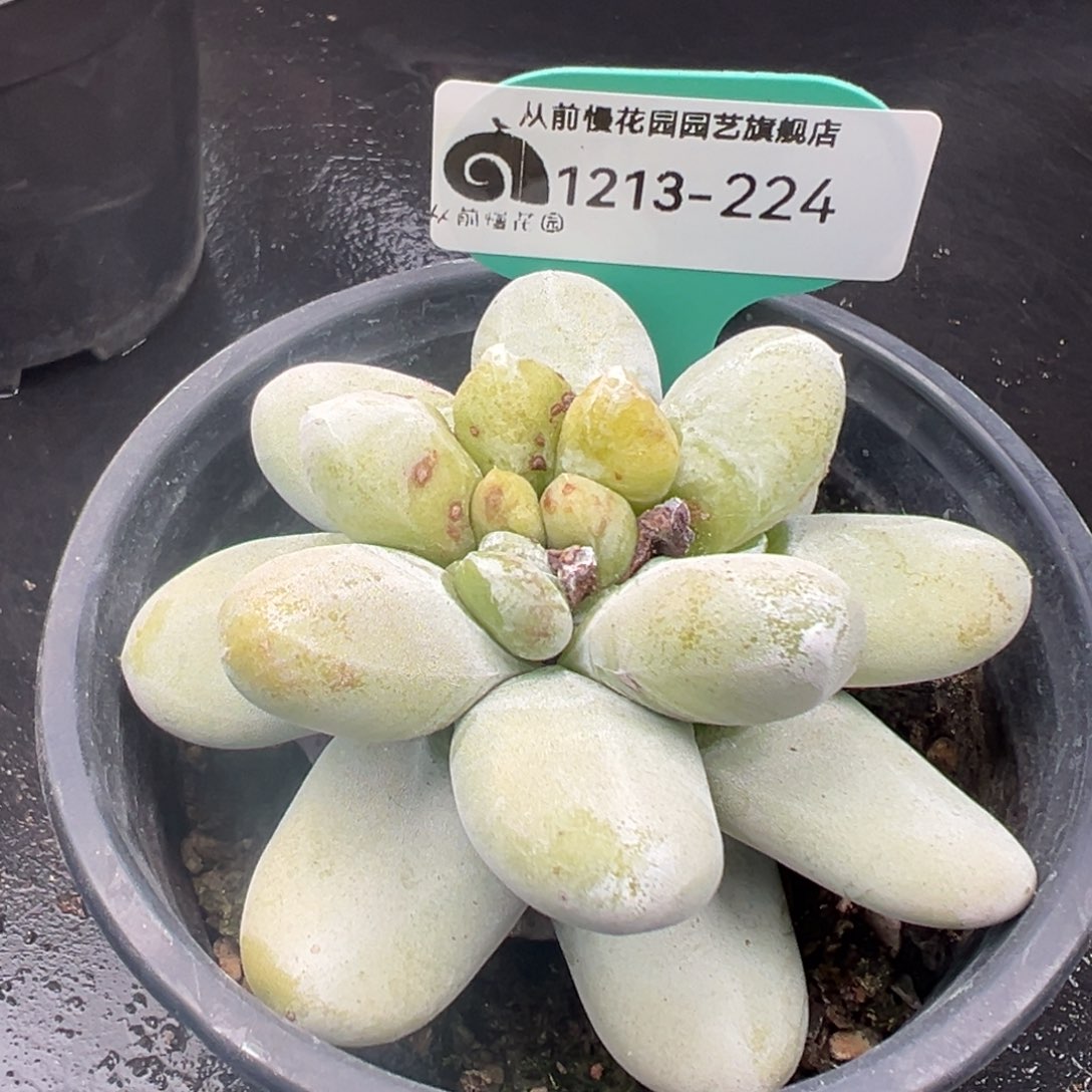 从前慢花园多肉编号1213-224