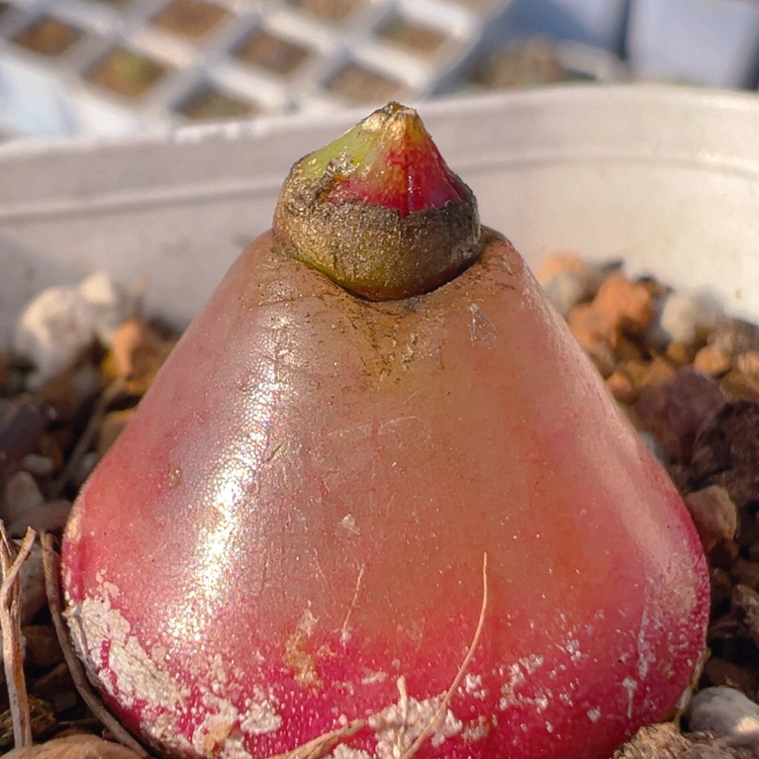 34多肉植物百科灯泡