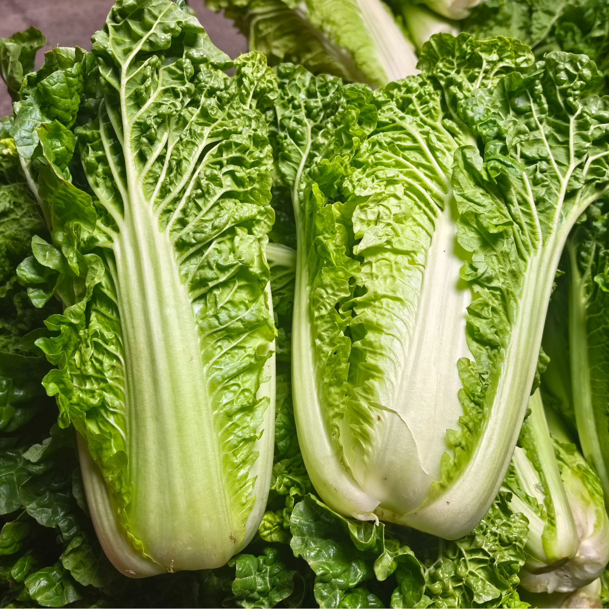 秭归梅家河本地白菜