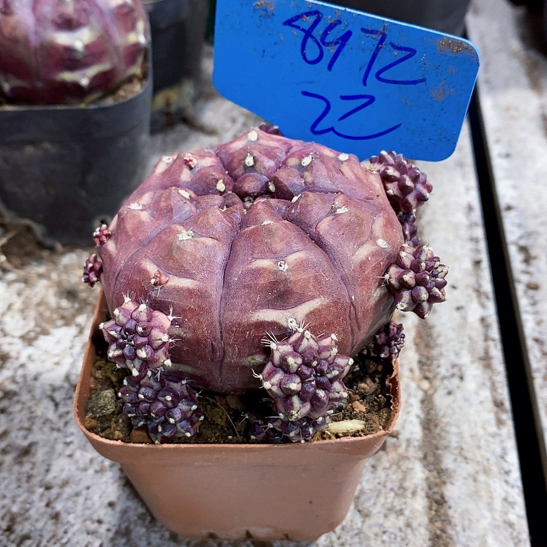 无花朵梦想11111111111111111111个