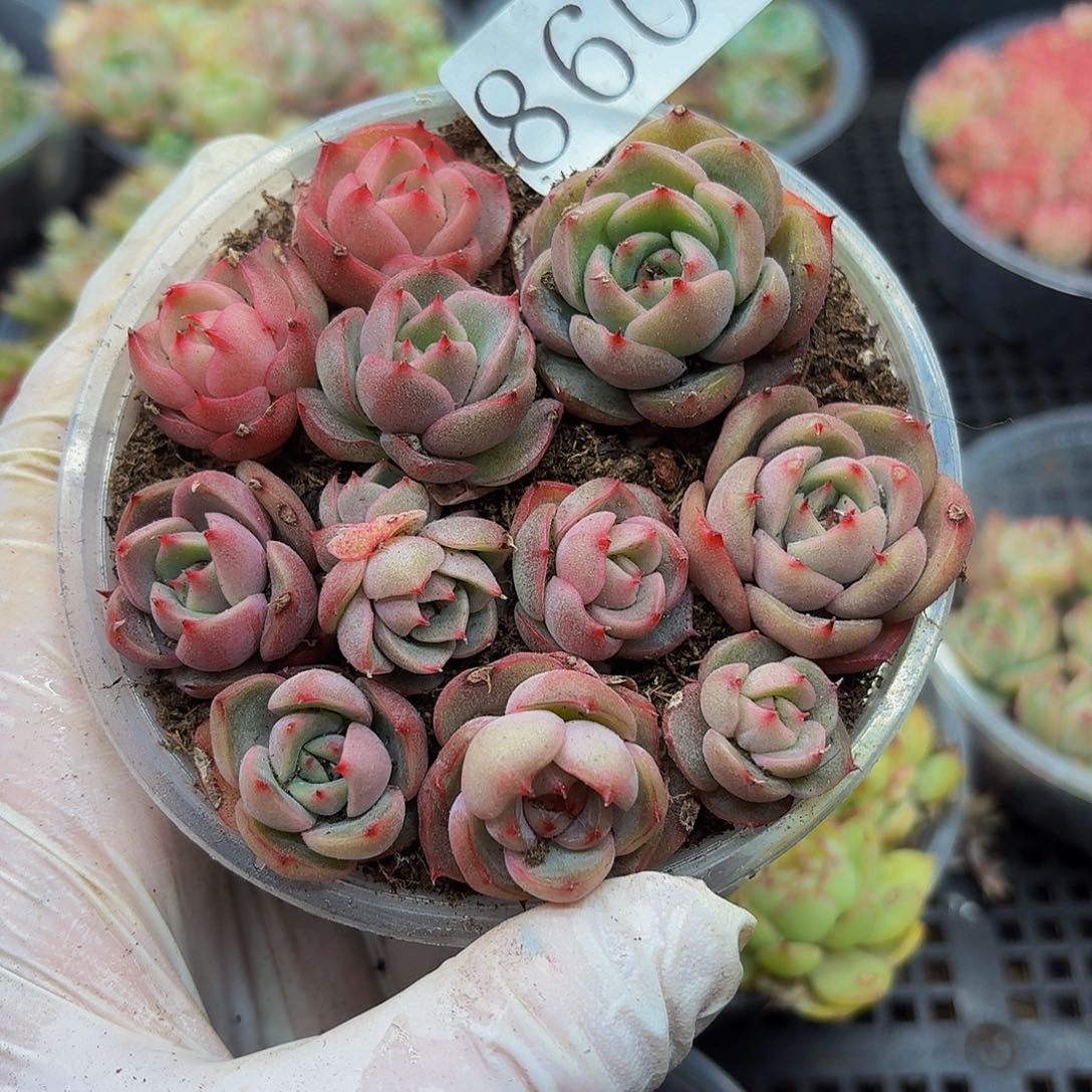 多肉植物多肉植物860