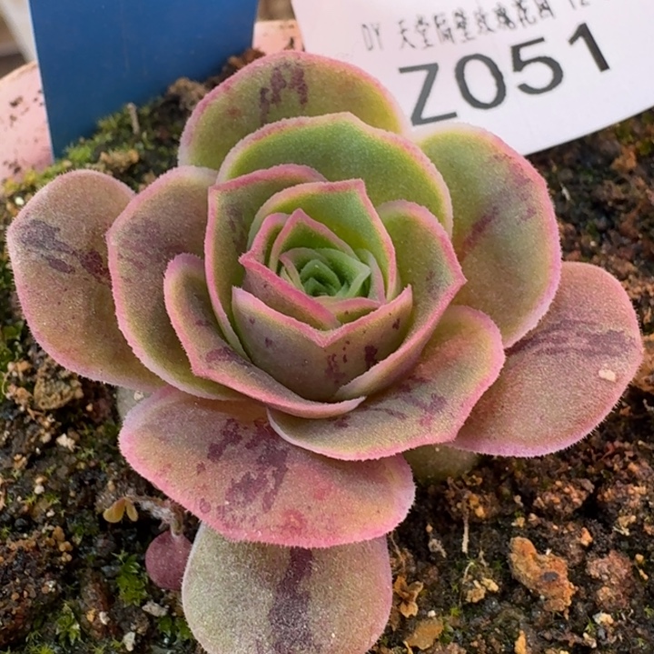 朱051。  蕾丝me特级淬炼。 