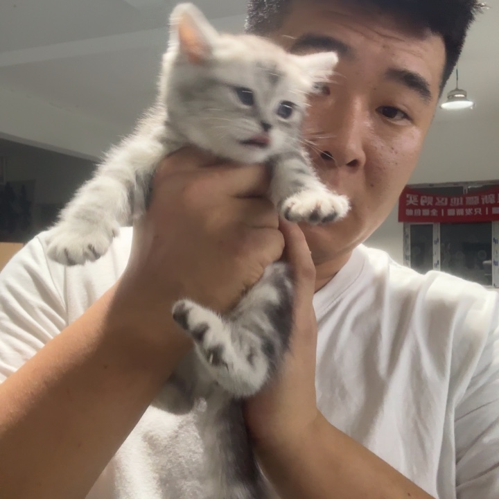 美短虎斑 2 个月  一针疫苗