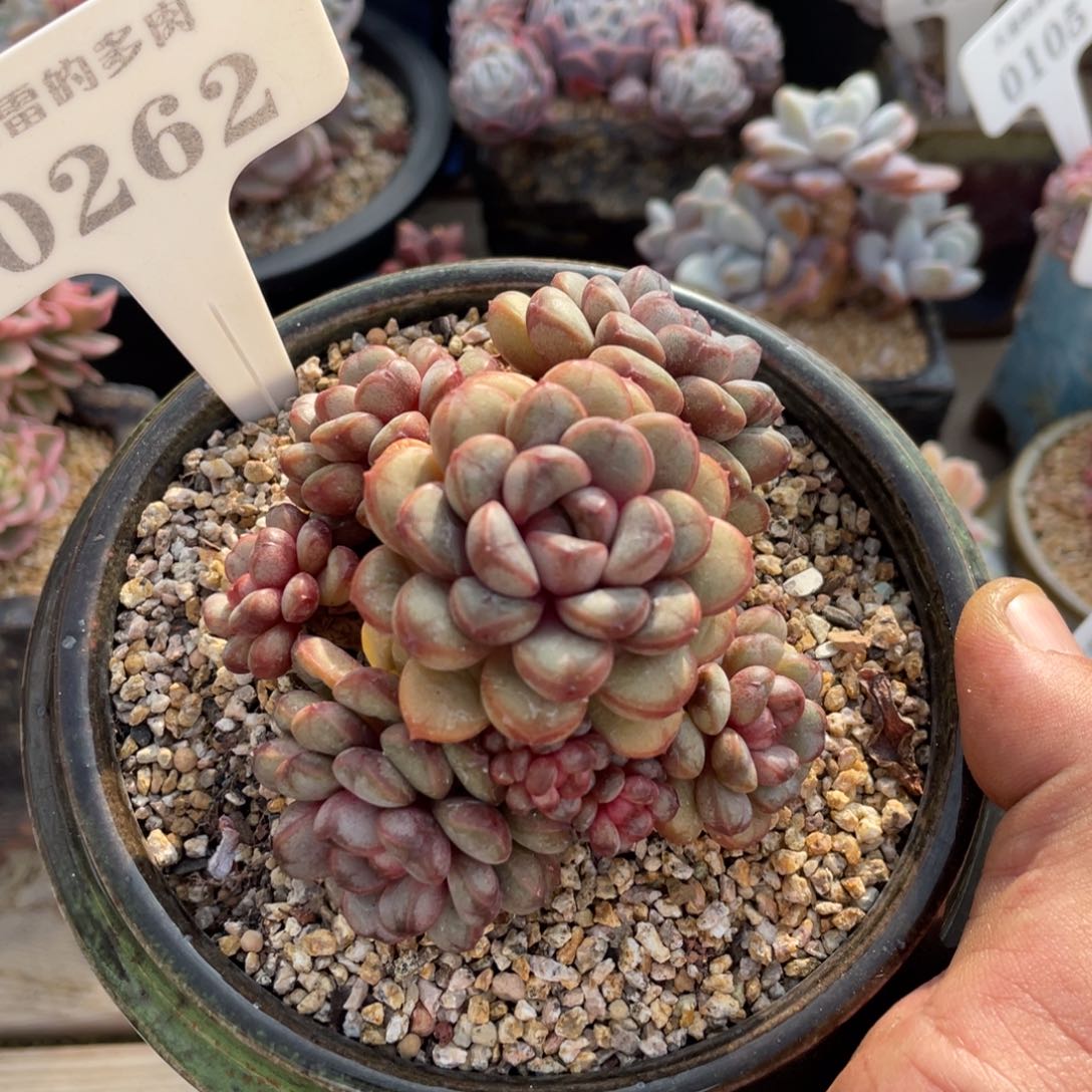 0262葡萄不带盆9厘米