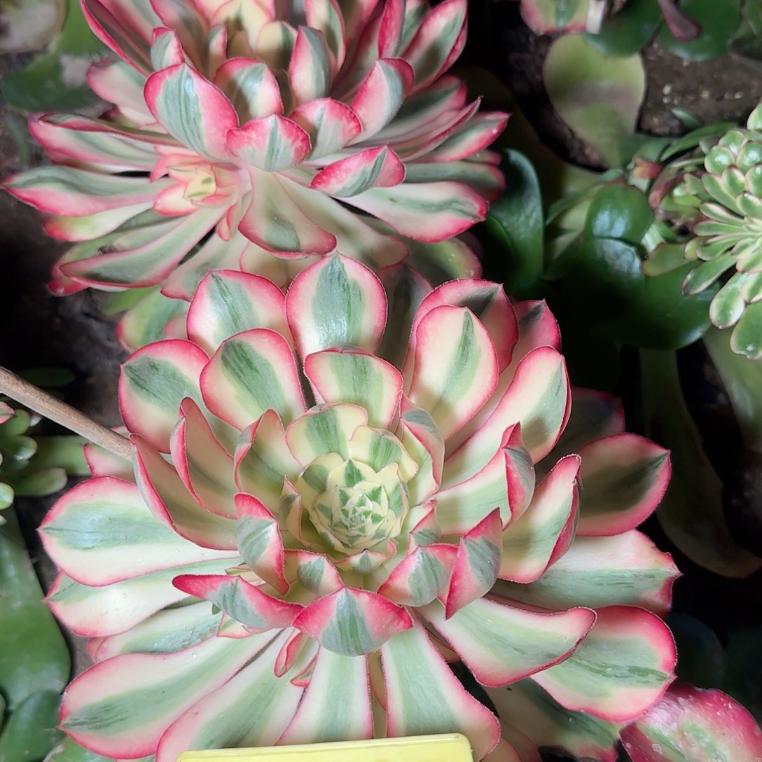 3-283---多头多肉植物