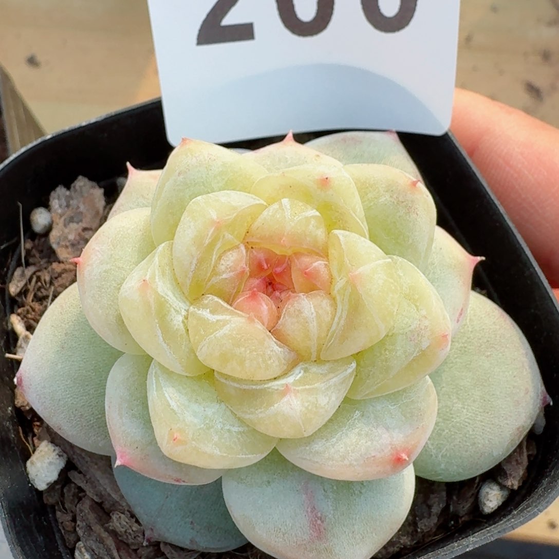 雪诺珍妮         精品多肉