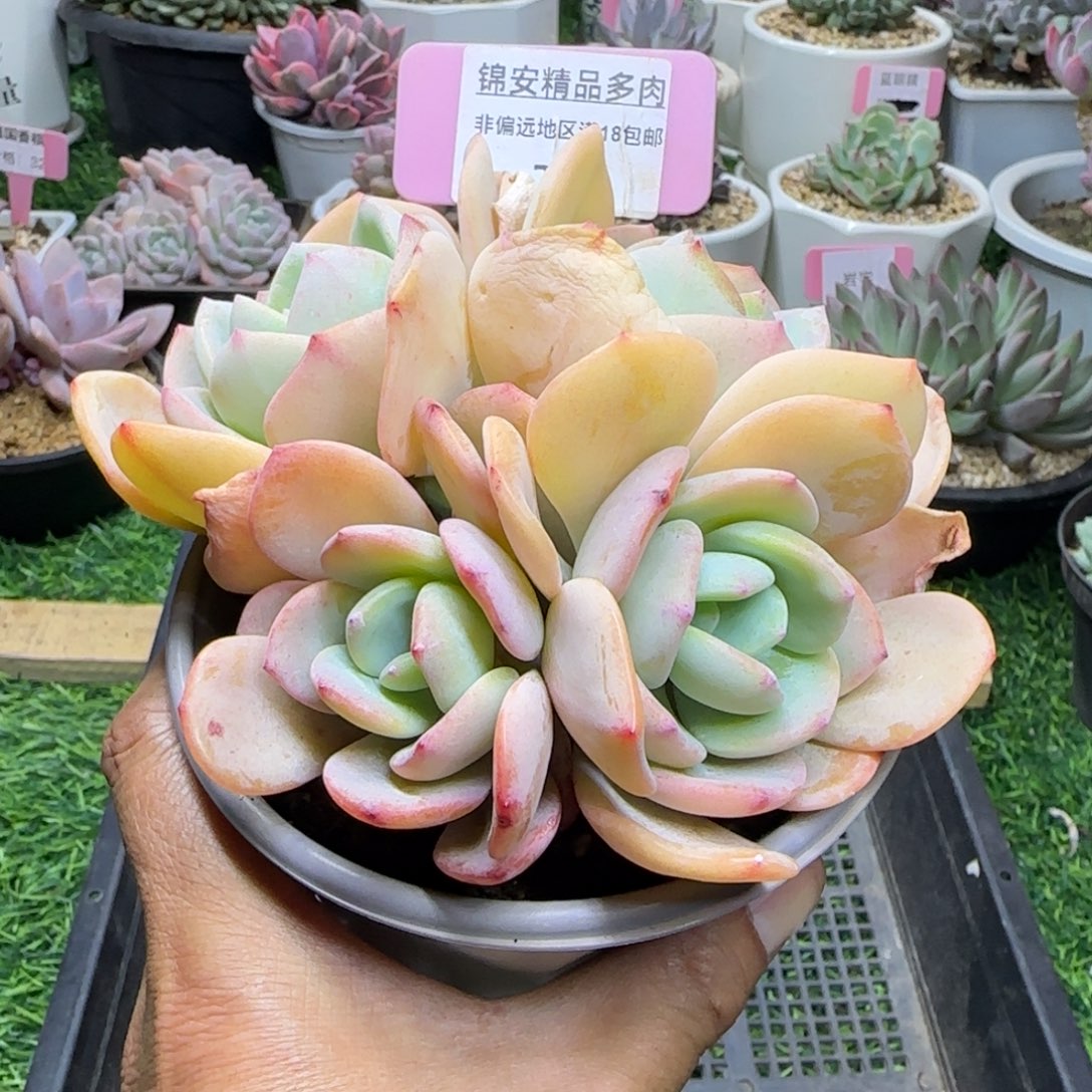 锦安精品多肉植物274