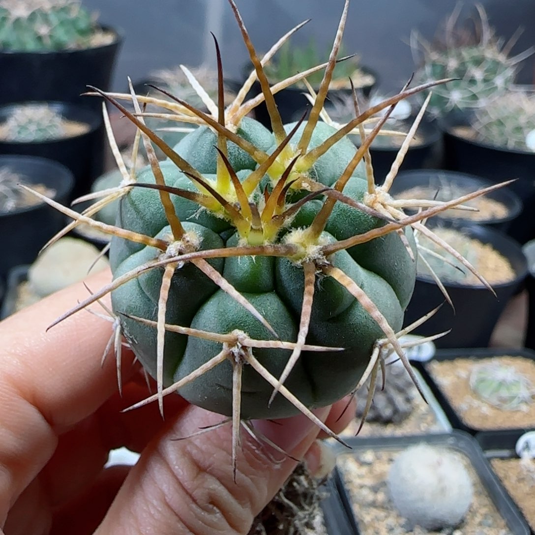 实生超刺光琳多肉