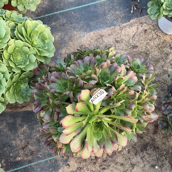 230玫瑰锦多肉法师不包断枝