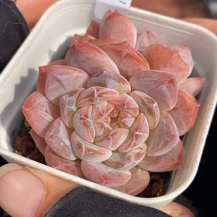 1212-590，粉魄多肉双头