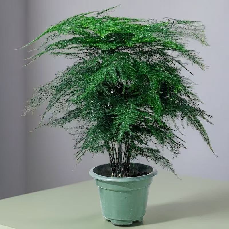 文竹盆栽植物室内客厅办公室绿植花卉桌面小盆景好养四季常青