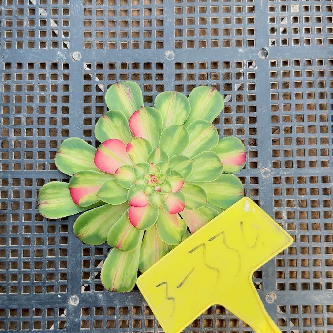 3-330---知否多头多肉植物