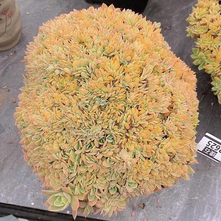 多明戈缀2625多肉植物