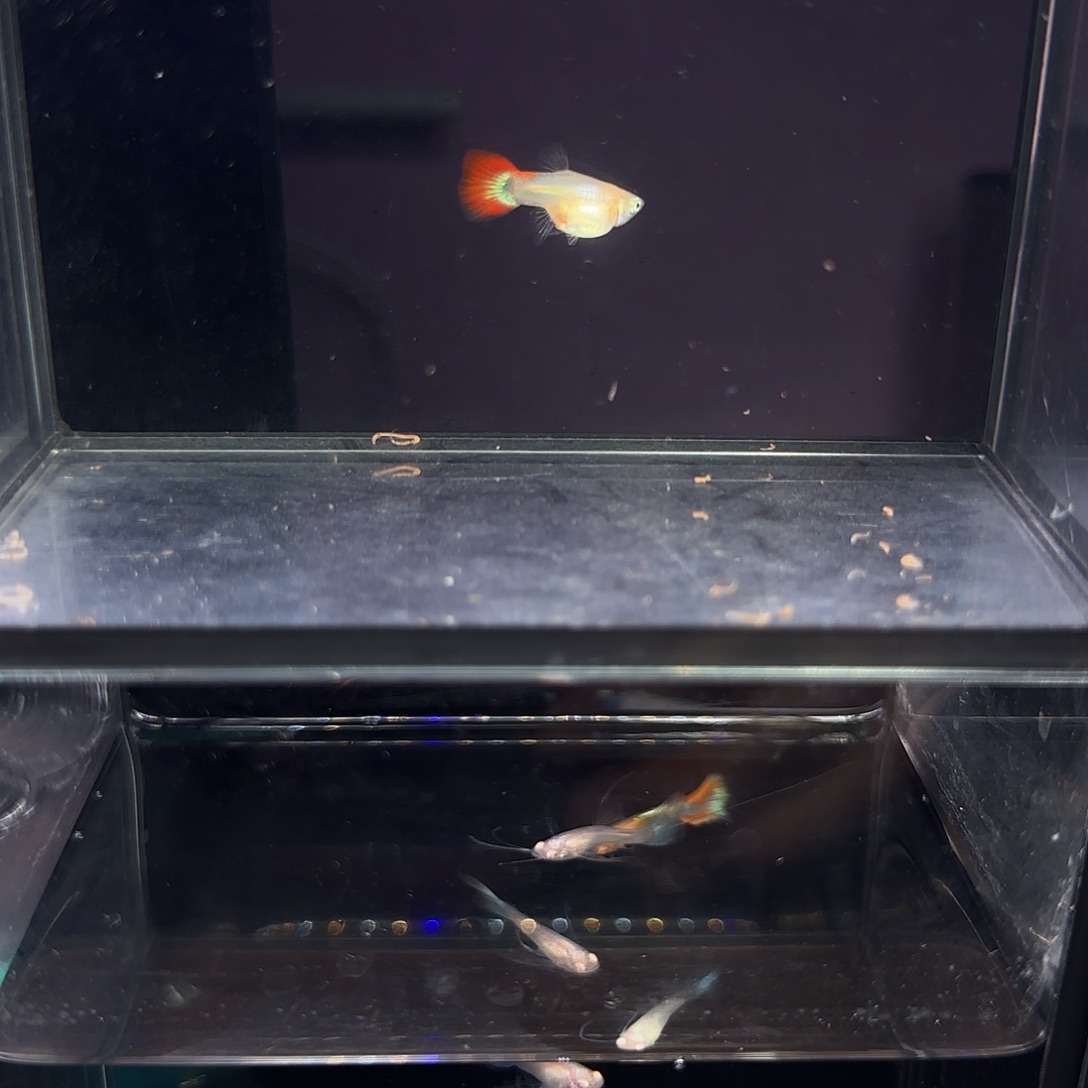 孔雀鱼黄暴球一对