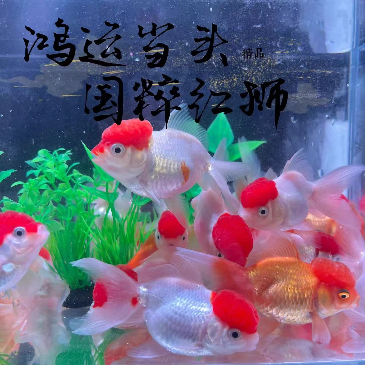 【鹤顶红】红头红狮冷水观赏鱼好养大尺寸新手可养耐活