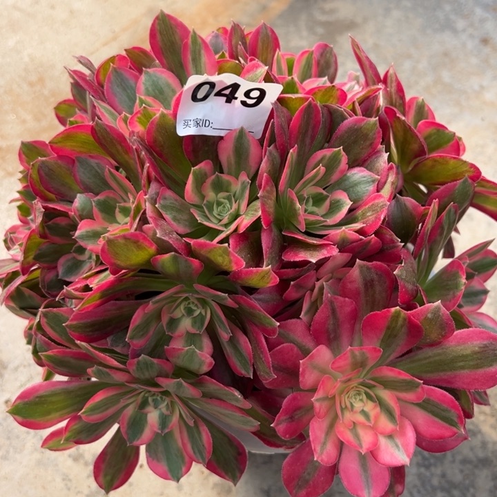 049女郎22厘米左右