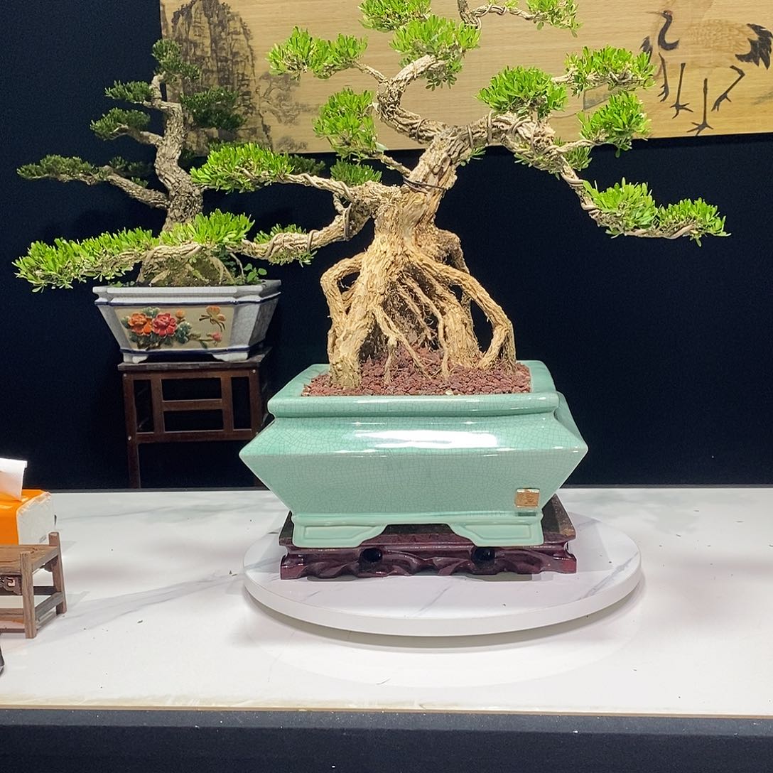 当前无花朵，栽培后可花朵