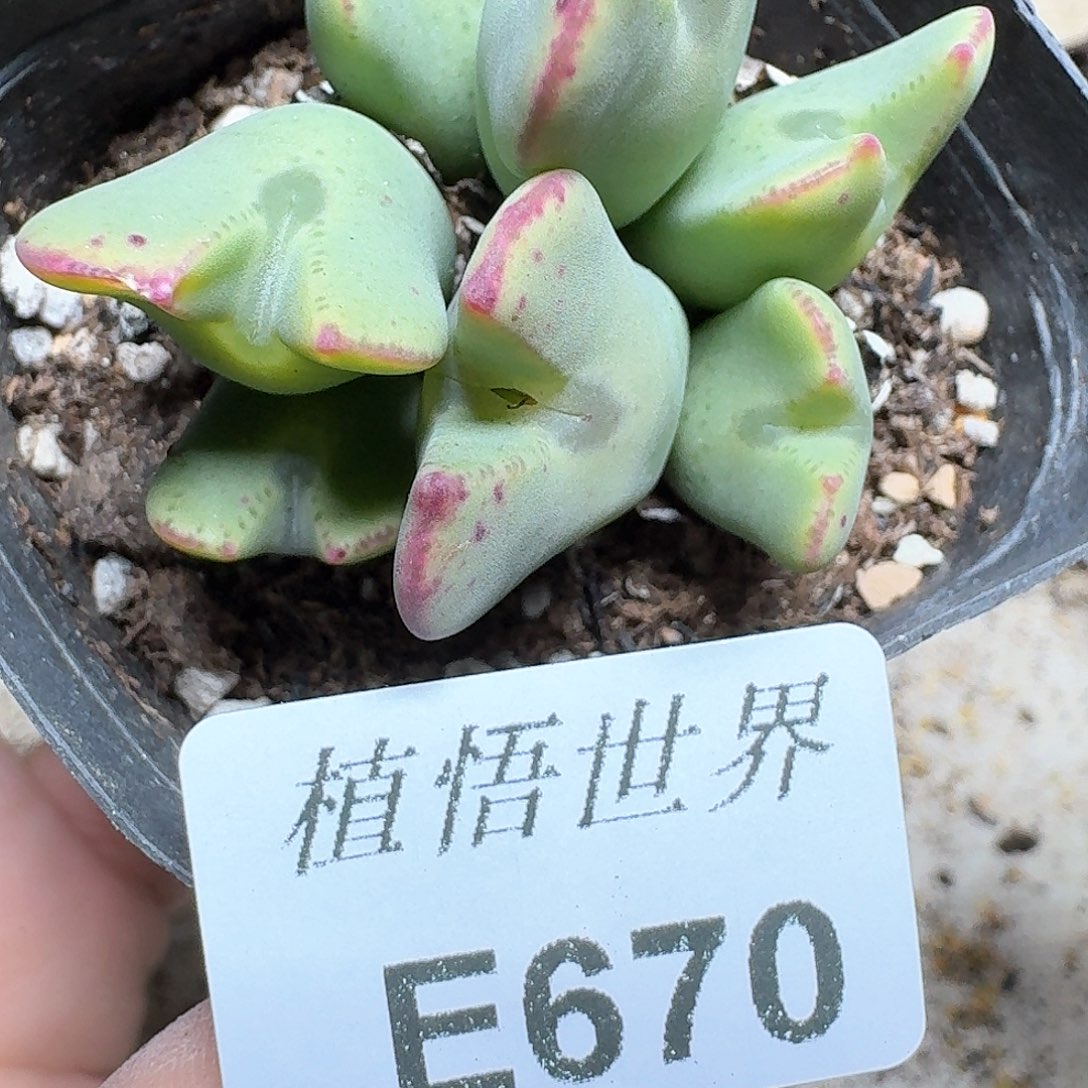 670号多肉植物哇c g