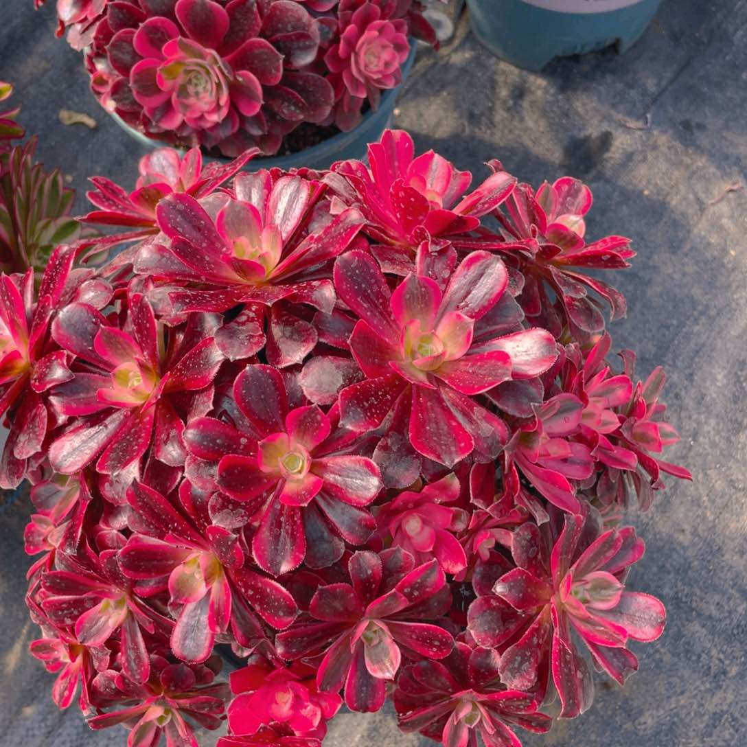 紫砂茶杯琳*美杜莎美杜莎美滴