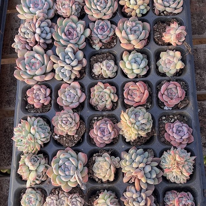 直播福利一物一拍85