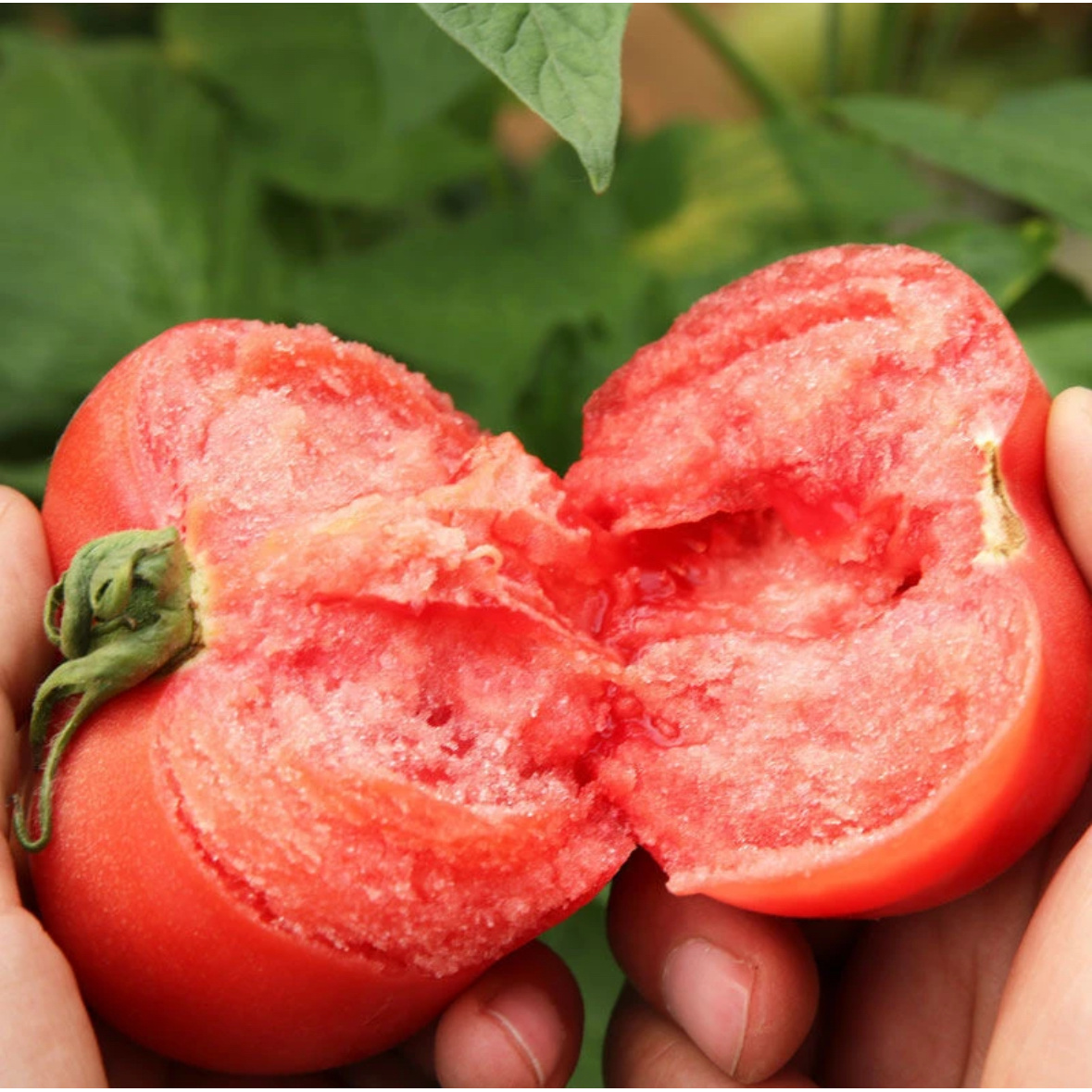 老品种番茄种子家庭阳台种植盆栽地栽