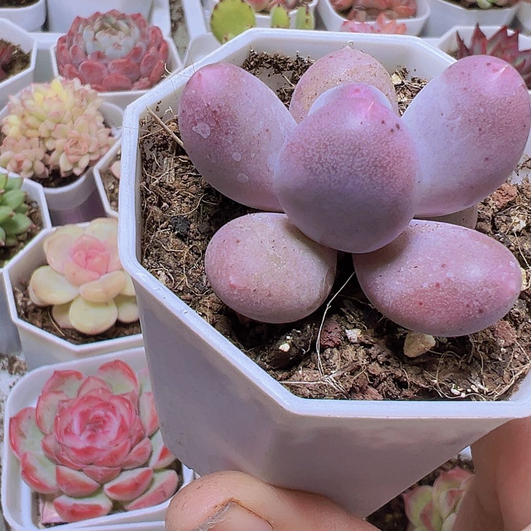 米可奶19包邮多肉植物