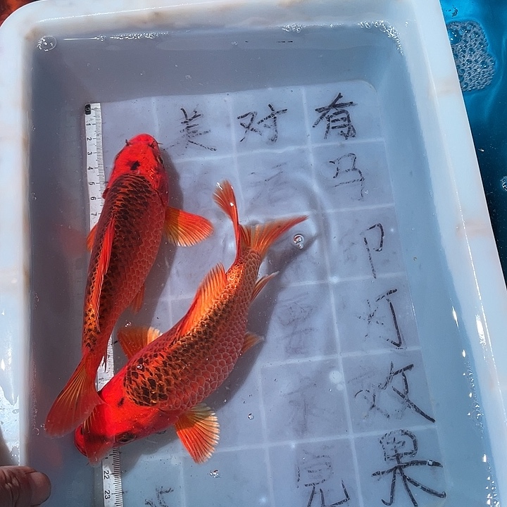 蝴蝶鲤鱼渔场直发88